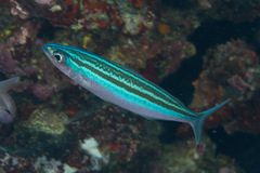 Pterocaesio trilineata