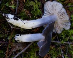 Entoloma medianox