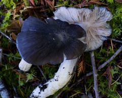 Entoloma medianox