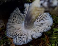 Entoloma medianox