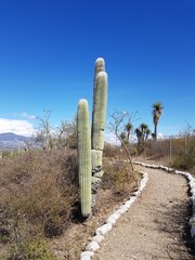 Cephalocereus macrocephalus