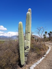 Cephalocereus macrocephalus