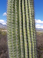 Cephalocereus macrocephalus