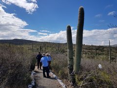 Cephalocereus macrocephalus