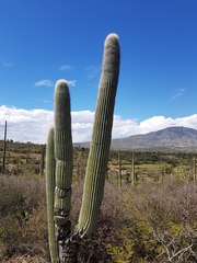Cephalocereus macrocephalus