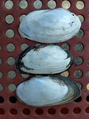 Uniomerus tetralasmus