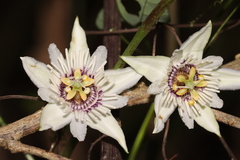 Passiflora colimensis