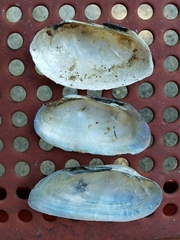 Uniomerus tetralasmus