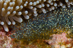 Amphiprion chrysopterus