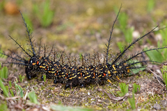 Pseudautomeris salmonea