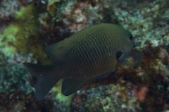 Pomacentrus brachialis