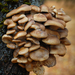 Aspen Oyster Mushroom - Photo (c) Mike Potts, some rights reserved (CC BY-NC-SA), uploaded by Mike Potts