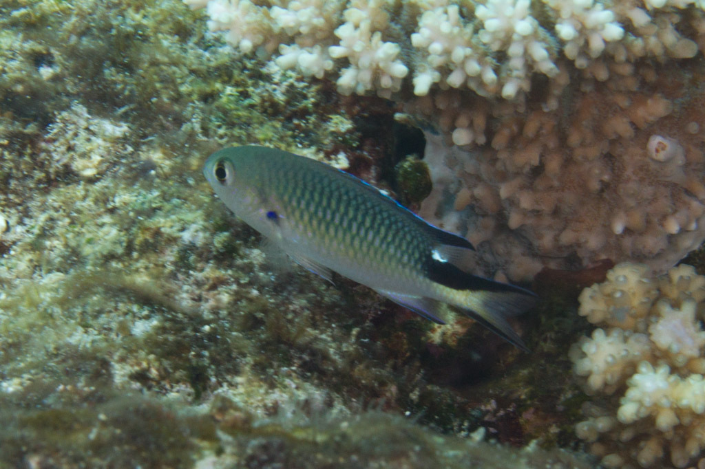 Pomachromis