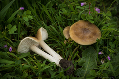 Melanoleuca exscissa