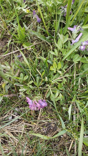 Corydalis turtschaninovii, photograph 4