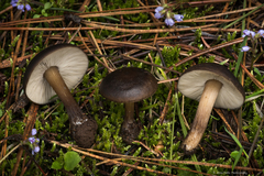 Melanoleuca angelesiana