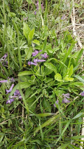 Corydalis turtschaninovii, photograph 5