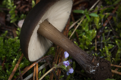 Melanoleuca angelesiana