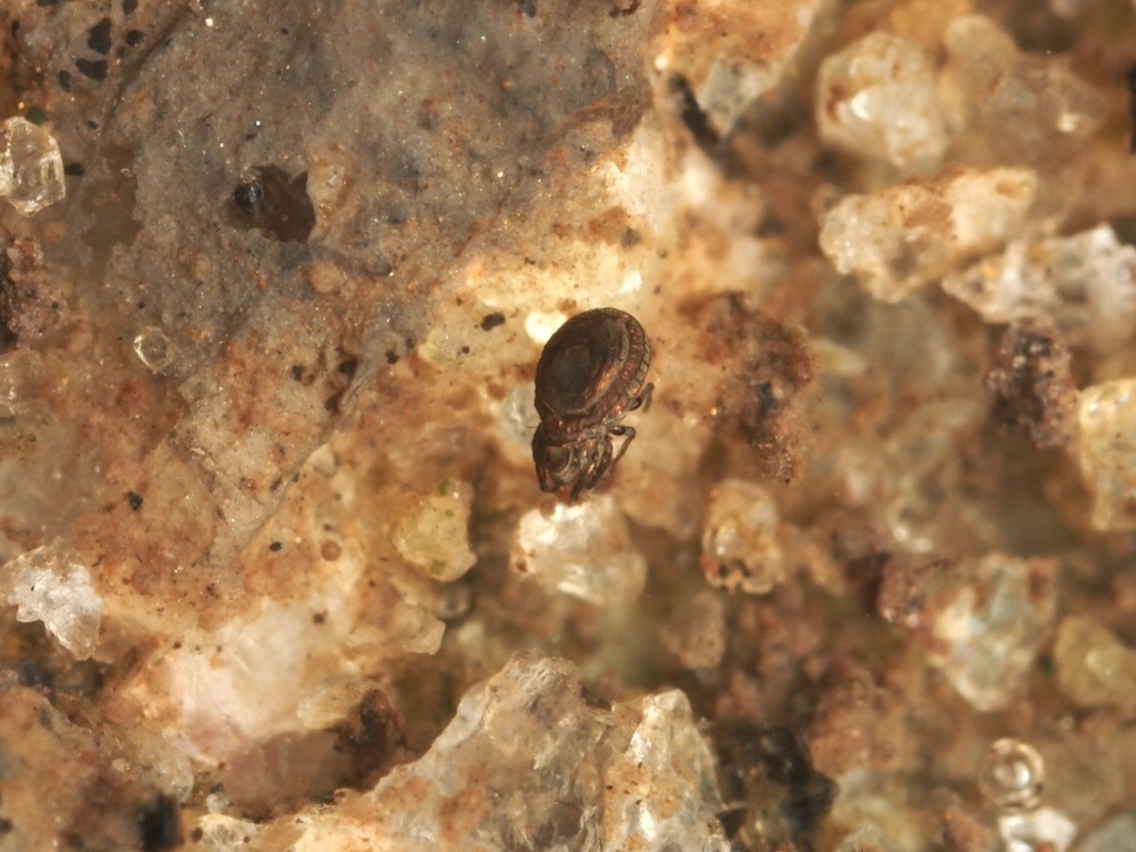 Paraquanothrus