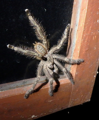 Poecilotheria subfusca