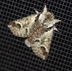 Antithemerastis acrobela