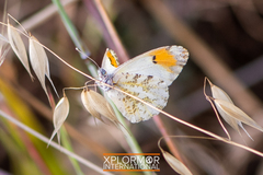 Anthocharis sara sara