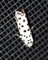Ethmia clytodoxa
