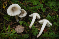 Melanoleuca exscissa