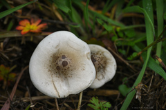 Melanoleuca exscissa