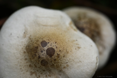 Melanoleuca exscissa