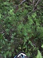 Equisetum sylvaticum