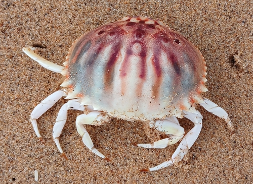 Calappa rubroguttata