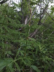 Equisetum sylvaticum