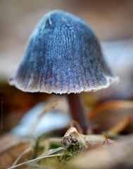 Macrocystidia cucumis