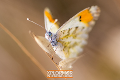 Anthocharis sara sara