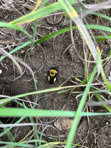 Nevada Bumble Bee