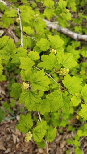 Ribes maximoviczianum, photograph 1