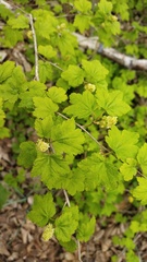 Ribes maximoviczianum