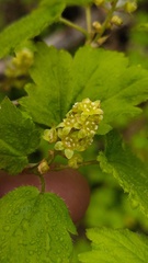 Ribes maximoviczianum, photograph (c) Andrew Bazdyrev, some rights reserved (CC BY)