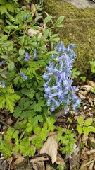 Corydalis ambigua, photograph (c) Andrew Bazdyrev, some rights reserved (CC BY)