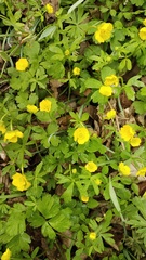 (c) Andrew Bazdyrev, some rights reserved (CC BY) Ranunculus franchetii, photograph (c) Andrew Bazdyrev, some rights reserved (CC BY)