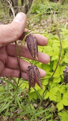 (c) Andrew Bazdyrev, some rights reserved (CC BY) Fritillaria usuriensis, photograph (c) Andrew Bazdyrev, some rights reserved (CC BY)