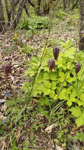 Ussuri fritillary (Fritillaria usuriensis)