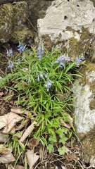 Corydalis turtschaninovii, photograph (c) Andrew Bazdyrev, some rights reserved (CC BY)