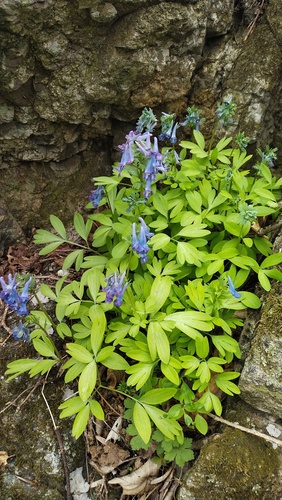 Corydalis turtschaninovii, photograph 2
