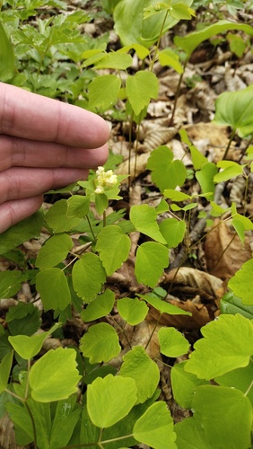 thread-like meadow rue (Thalictrum filamentosum)