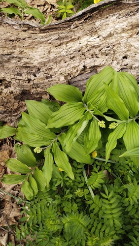 Japanese Mayflower (Maianthemum japonicum)