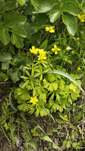 Ranunculus franchetii, photograph 2