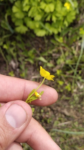 Ranunculus franchetii, photograph 3