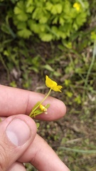 (c) Andrew Bazdyrev, some rights reserved (CC BY) Ranunculus franchetii, photograph (c) Andrew Bazdyrev, some rights reserved (CC BY)